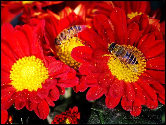 蜜蜂与菊花2.jpg
