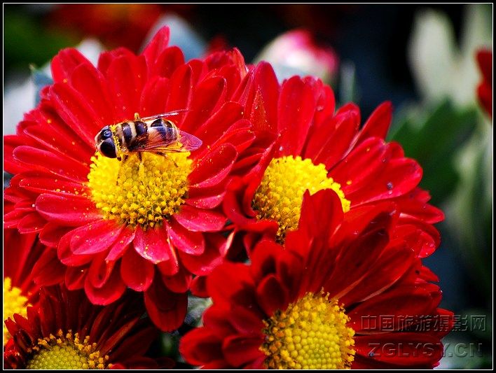 蜜蜂与菊花3.jpg