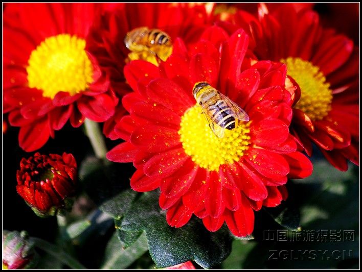 蜜蜂与菊花1.jpg