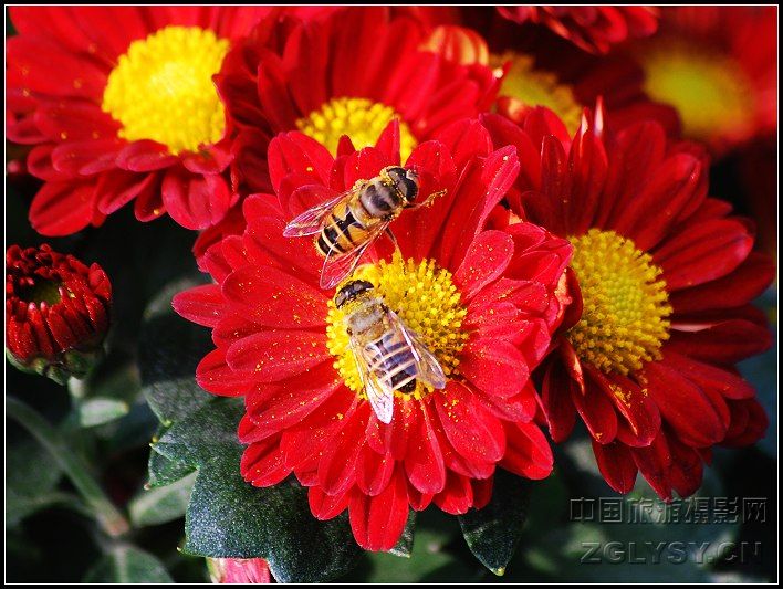 蜜蜂与菊花.jpg