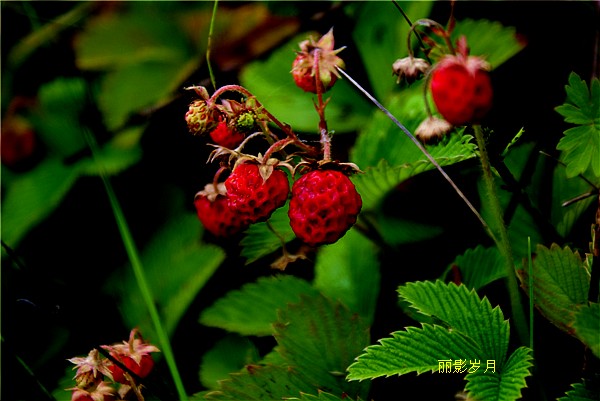 野草莓.jpg