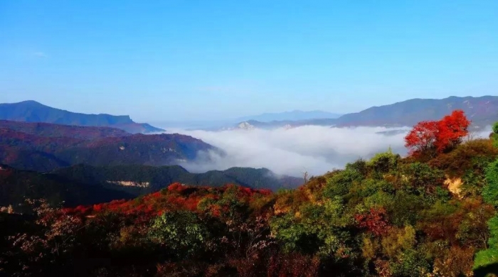 红叶纷飞 “豫”见渑池